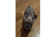 $230 : French bulldog thumbnail