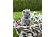 British Shorthair azul listo en Elizabeth