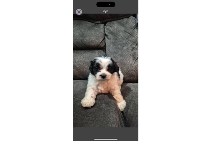 $550 : Puppies image 4
