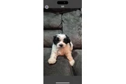 $550 : Puppies thumbnail