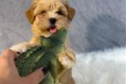 $400 : Maltipoo Puppies thumbnail