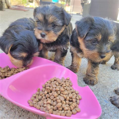 $450 : Amazing yorkie puppies image 7