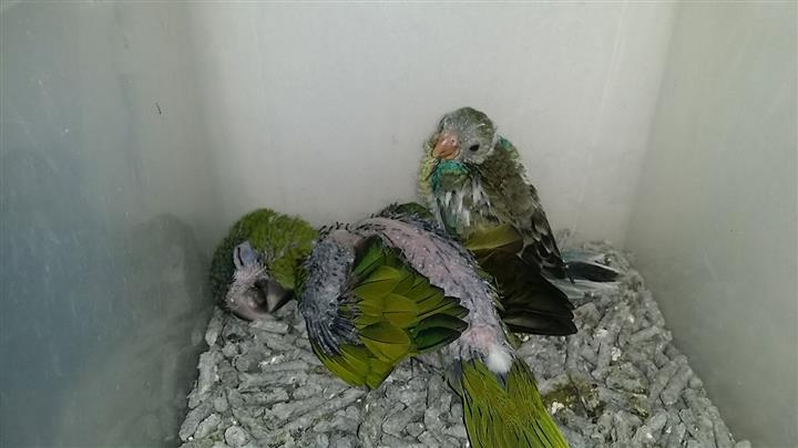 $500 : tame baby Macaw parrots image 2
