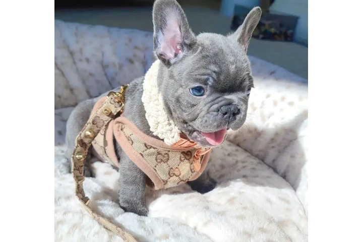 $300 : Pomeranian and French bulldog image 6