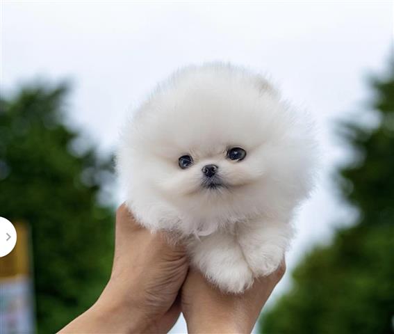 $250 : Pomeranian puppies teacup image 2