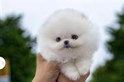$250 : Pomeranian puppies teacup thumbnail