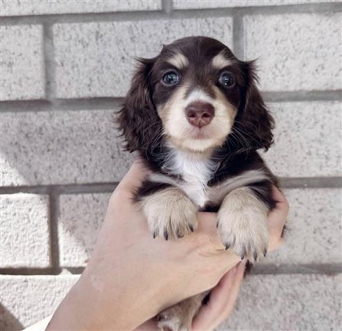 $400 : khaled puppy for adoption image 1