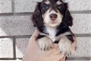 khaled puppy for adoption en Wilmington