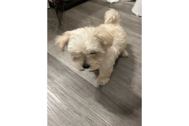 $350 : Maltés de 3meses image 4