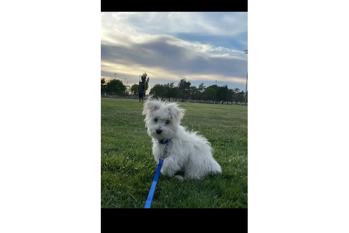 $450 : Maltipoo image 3