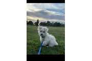 $450 : Maltipoo thumbnail
