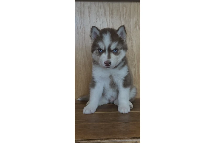 $400 : Siberian Husky Puppies image 2