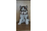 $400 : Siberian Husky Puppies thumbnail