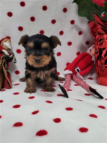 $1500 : Yorkies purebred image 5