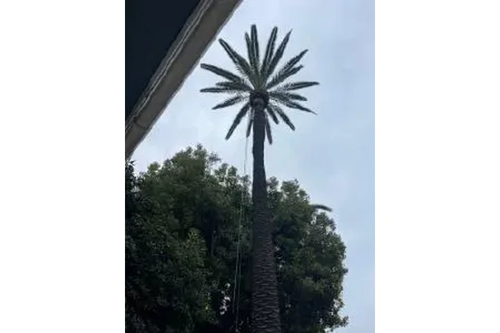 SERVICIO COMPLETO DE ÁRBOLES image 3