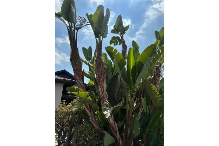 Mantenimiento de Jardines image 2