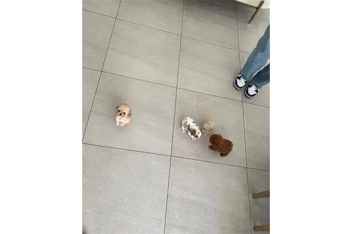 $350 : MALTIPOO EN VENTA image 1
