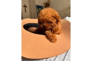 Cachorros de caniche toy en Washington DC