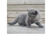 $240 : British Shorthair available thumbnail