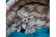 Cachorros Chihuahua en Dallas