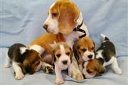 $400 : Beagle Puppy Available thumbnail