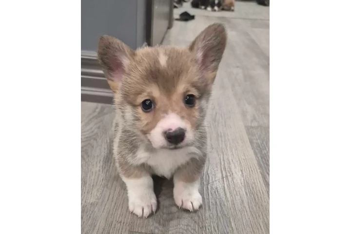 $2000 : Reg'd Pembroke Welsh Corgi image 2