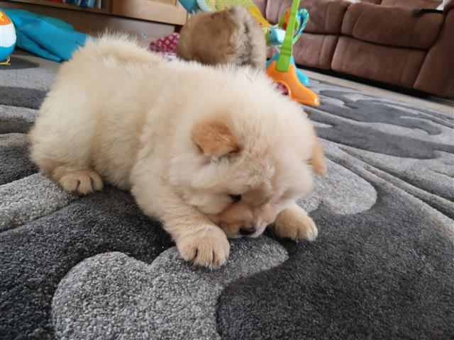 $350 : Hermoso Chow Chow en Los Ángel image 1