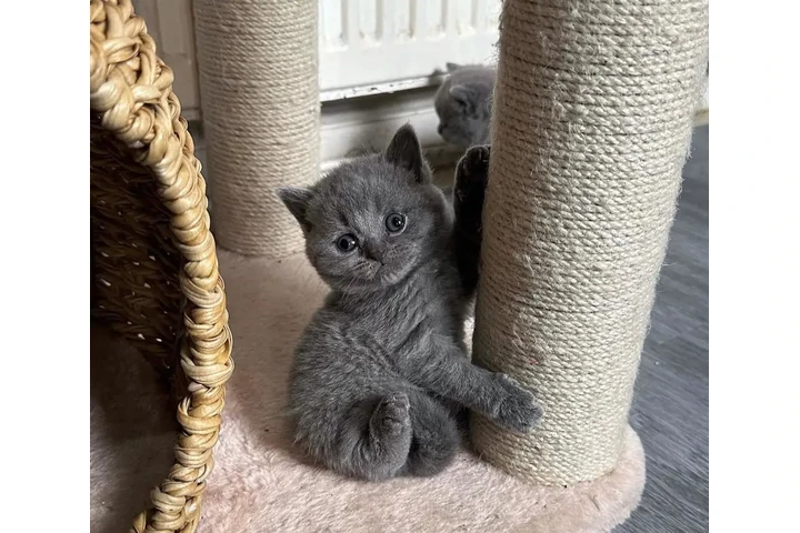 $240 : 2 British shorthair available image 2