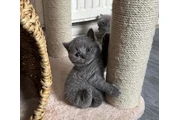 $240 : 2 British shorthair available thumbnail