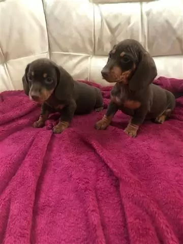 $350 : Dachshund Puppies. image 1