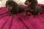 Dachshund Puppies. en Yakima