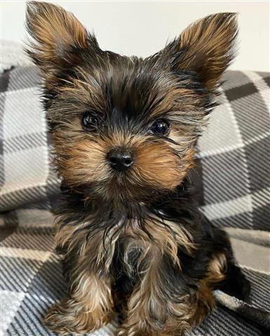 $500 : Yorkshire terrier puppies mini image 1