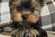 Yorkshire terrier puppies mini