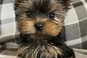 Yorkshire terrier puppies mini en Kingston