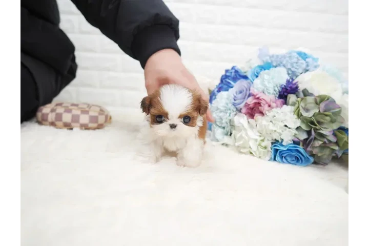 $350 : Shih Tzu taza de té image 2