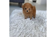 $300 : Toy Poodle Puppies For Sale thumbnail