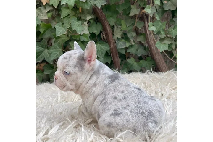 $350 : Bulldog francés y Pomerania image 6