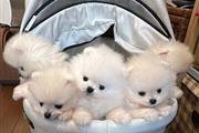 Pomeranian Puppy Ready en Charlotte