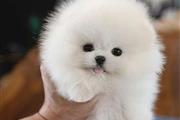 $250 : Pomeranian teacup puppy thumbnail