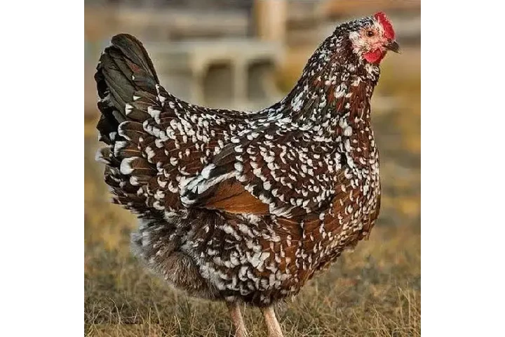 $1700 : ISO - Speckled Sussex Chicks image 2