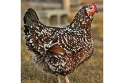 $1700 : ISO - Speckled Sussex Chicks thumbnail