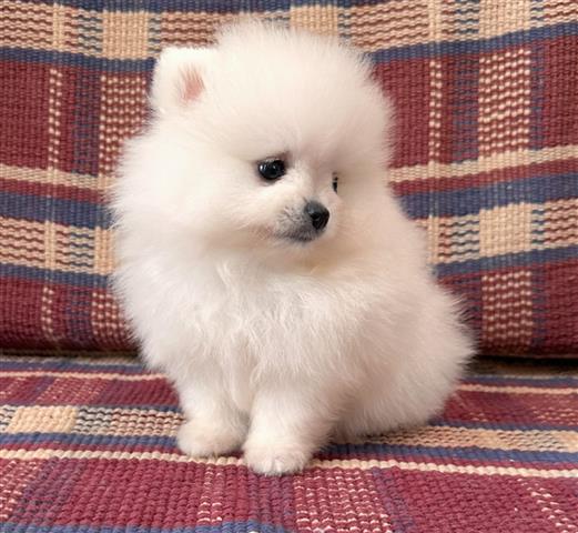 $410 : Pomerania taza image 1