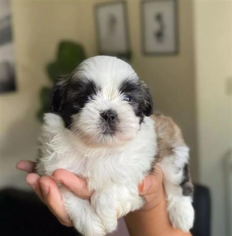 $600 : Shit Tzu puppies for adoption image 1