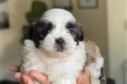 Shit Tzu puppies for adoption
