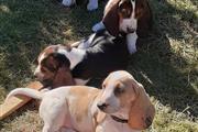 Adorable Basset Hound Pups for en Phoenix