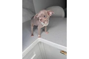 $250 : Chihuahua teacup puppies thumbnail