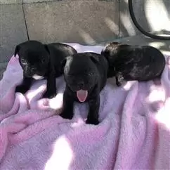 French Bulldog Puppies image 3