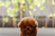 TOY POODLE PUPPY