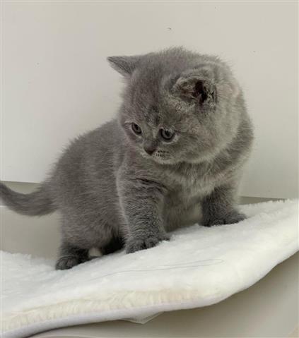 $300 : British Shorthair image 1