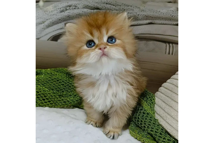$260 : Gatitos persas disponibles image 2